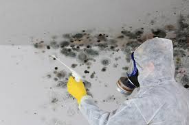 Best Environmental Consulting for Mold Prevention in USA